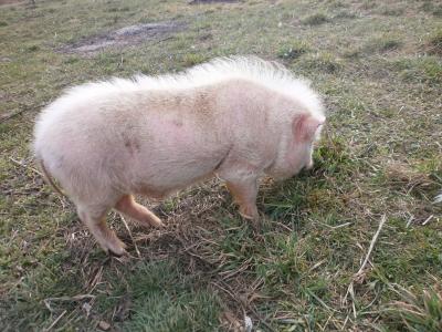 Прикрепленное изображение: P4011136.JPG